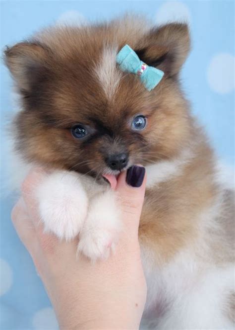The tiny Pomeranian or Pom, has numerous nicknames. . Pomeranian puppies for sale in kentucky